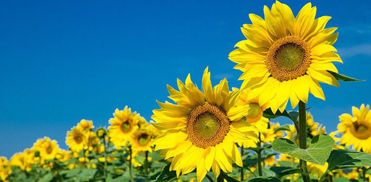 年長男児/保護者